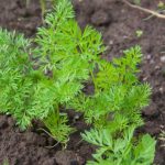 Când este cel mai bun moment pentru a semăna morcovi: sfaturi de la natura însăși cand-este-cel-mai-bun-moment-pentru-a-semana-morcovi.jpg