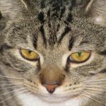 Cum să citești sărutul unei pisici: de ce clipește încet doar la tine cum-sa-citesti-sarutul-unei-pisici-de-ce-clipeste-incet.jpg