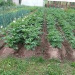 Cum să preparați îngrășământ din coajă de banană: rețetă pas cu pas pentru un îngrășământ puternic pentru plante cum-sa-preparati-ingrasamant-din-coaja-de-banana-reteta-pas.jpg