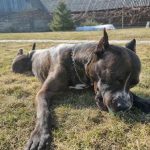 Cum să prezinți un animal vechi unui nou cățeluș: o strategie pas cu pas pentru o acceptare pașnică cum-sa-prezinti-un-animal-vechi-unui-nou-catelus-o.jpg