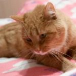 De câte jucării are nevoie o pisică pentru a fi complet fericită: iată ce spun zoopsicologii de-cate-jucarii-are-nevoie-o-pisica-pentru-a-fi.jpg