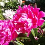 De ce bujorii nu înfloresc luxuriant: secretul hrănirii de două ori pe zi, despre care vecinii tac de-ce-bujorii-nu-infloresc-luxuriant-secretul-hranirii-de-doua.jpg