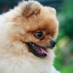 De ce câinele tău se rostogolește înainte de culcare: ritualuri străvechi ale animalelor de companie de-ce-cainele-tau-se-rostogoleste-inainte-de-culcare-ritualuri.jpg