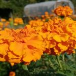 De ce catifeaua a devenit cel mai bun prieten al patului de căpșuni: beneficiile ascunse ale umilei flori de-ce-catifeaua-a-devenit-cel-mai-bun-prieten-al.jpg