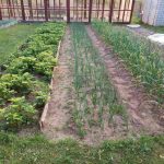 De ce grădinarii inteligenți de legume au încetat să mai lupte cu buruienile: o întorsătură neașteptată în grădinărit de-ce-gradinarii-inteligenti-de-legume-au-incetat-sa-mai.jpg