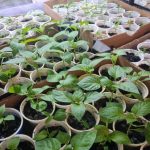 De ce laptele poate dăuna răsadurilor: un mit popular și consecințele pentru sol de-ce-laptele-poate-dauna-rasadurilor-un-mit-popular-si.jpg