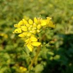 De ce muștarul în grădina de legume este mai important decât credeți: beneficiile ascunse ale cultivatorului lateral de-ce-mustarul-in-gradina-de-legume-este-mai-important.jpg