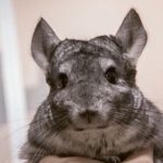 De ce o chinchilla nu miroase: adaptarea surprinzătoare a locuitorilor de munte pe care nu o observăm de-ce-o-chinchilla-nu-miroase-adaptarea-surprinzatoare-a-locuitorilor.jpg