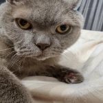 De ce pisicile te strivesc cu labele: semnificația ascunsă a unui gest pe care nu ți-ai dat seama că îl faci de-ce-pisicile-te-strivesc-cu-labele-semnificatia-ascunsa-a.jpg