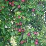 De ce tăierea pomilor de măr crește randamentul: cum să distribuiți corect vigoarea pomului de-ce-taierea-pomilor-de-mar-creste-randamentul-cum-sa.jpg