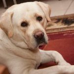 De ce te înțelege cu adevărat câinele tău: semnalele neobservate care ne scapă de-ce-te-intelege-cu-adevarat-cainele-tau-semnalele-neobservate.jpg